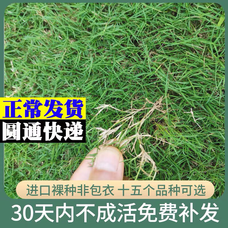 优质草坪种子四季常青狗牙根种子批发线上交易