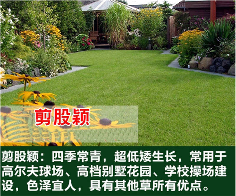 优质草坪种子四季常青狗牙根种子批发线上交易