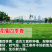 优质草坪种子四季常青狗牙根种子批发线上交易