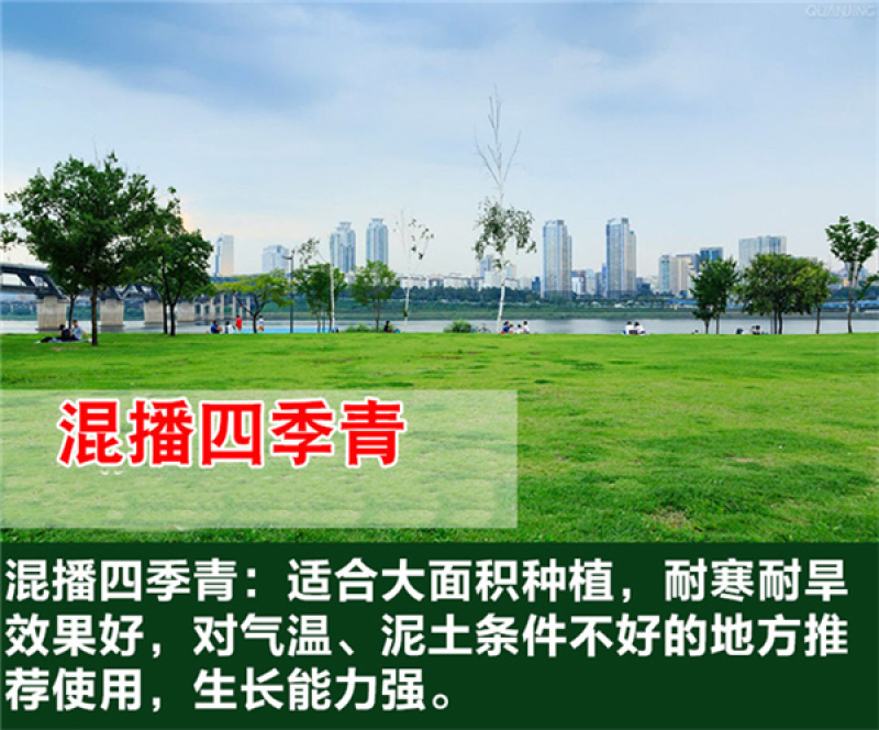 优质草坪种子四季常青狗牙根种子批发线上交易