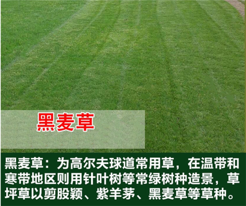 优质草坪种子四季常青狗牙根种子批发线上交易