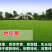 优质草坪种子四季常青狗牙根种子批发线上交易