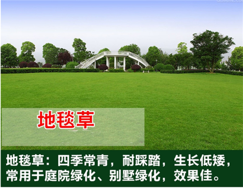 优质草坪种子四季常青狗牙根种子批发线上交易