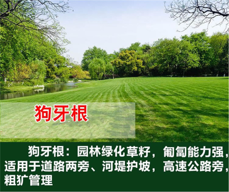 优质草坪种子四季常青狗牙根种子批发线上交易