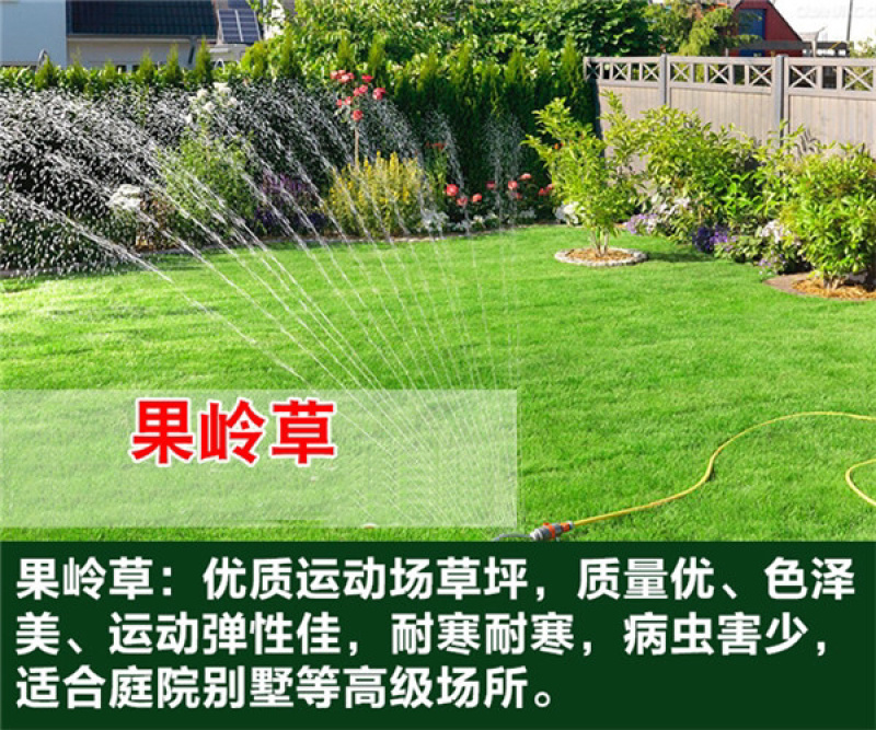 优质草坪种子四季常青狗牙根种子批发线上交易