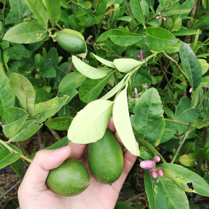 香水柠檬苗无籽青柠檬苗苗木青秀种植满一年结果
