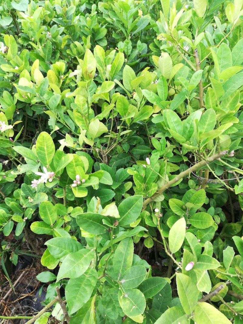 香水柠檬苗无籽青柠檬苗苗木青秀种植满一年结果