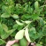香水柠檬苗无籽青柠檬苗苗木青秀种植满一年结果
