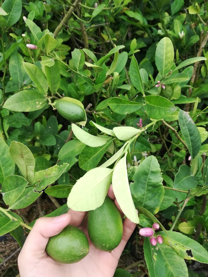香水柠檬苗无籽青柠檬苗苗木青秀种植满一年结果