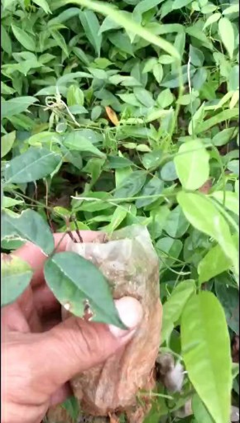 小叶牛大力种苗