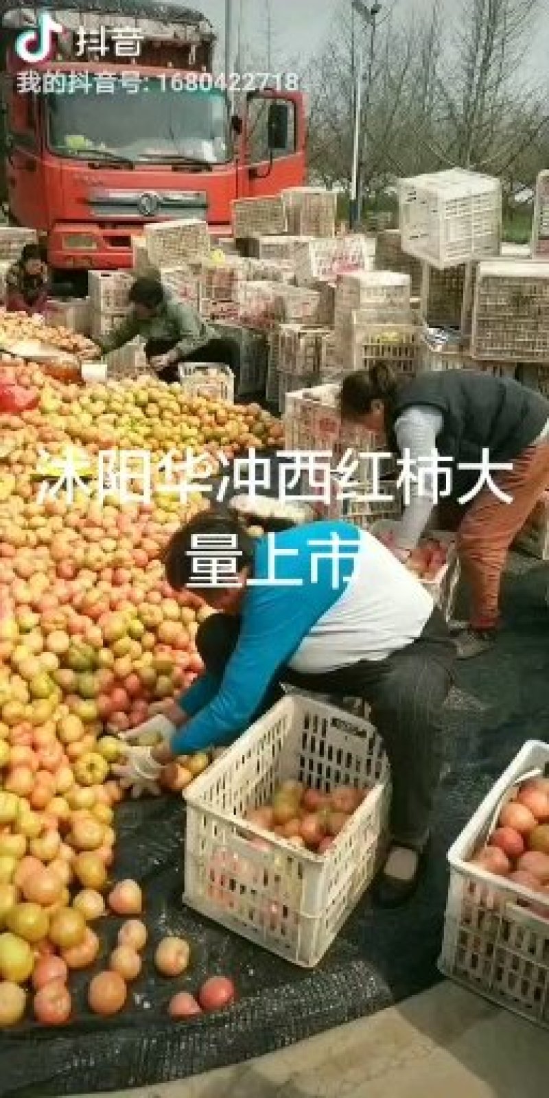 硬粉红色口感好
