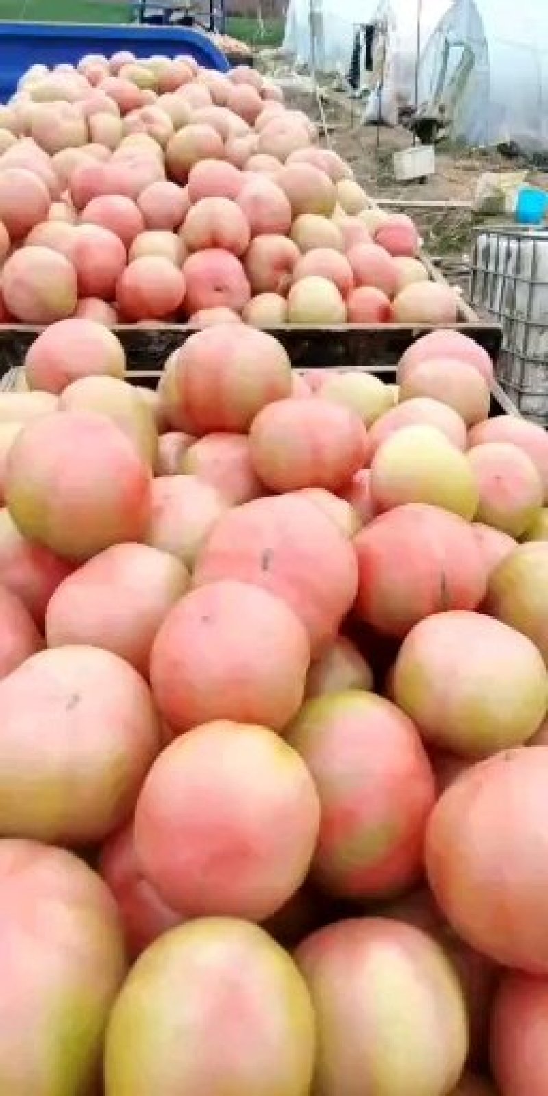 硬粉红色口感好