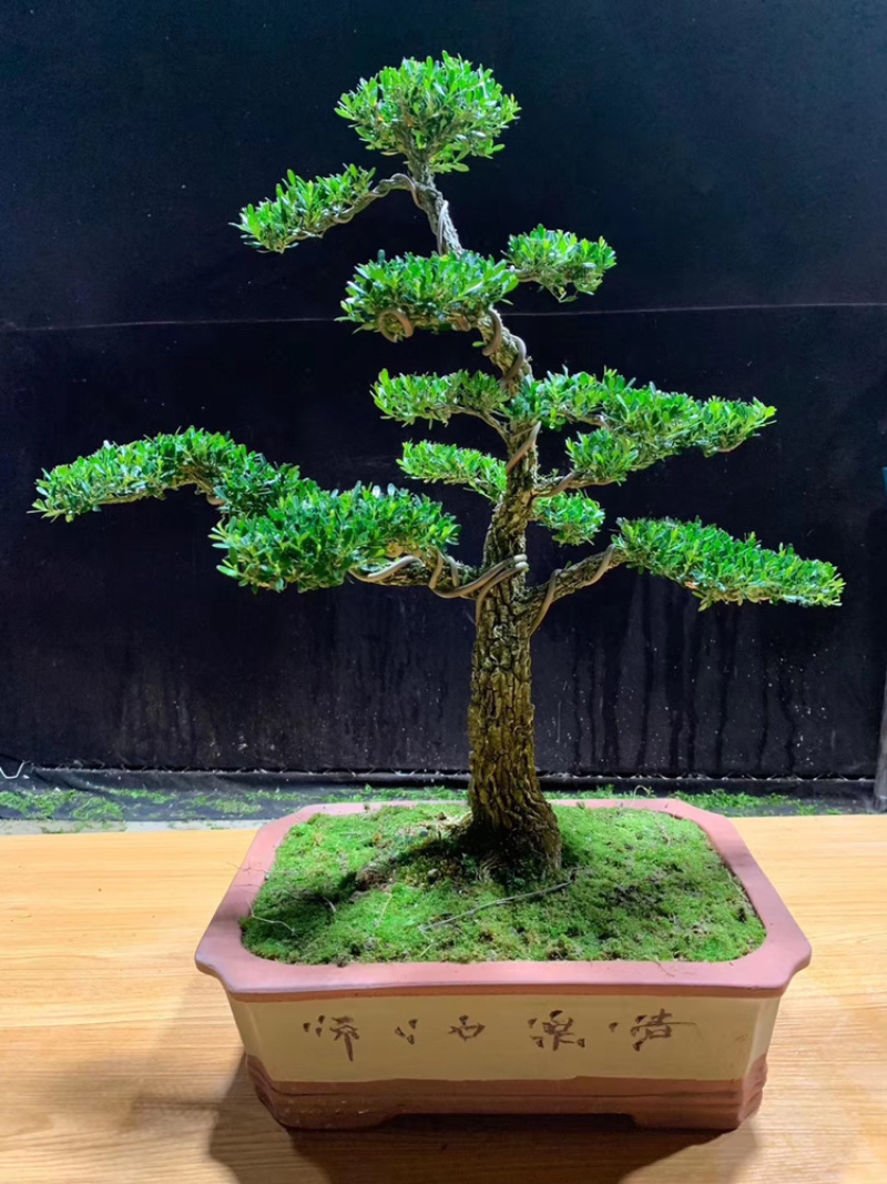 黄杨苗10~20cm雀舌黄杨造型盆景