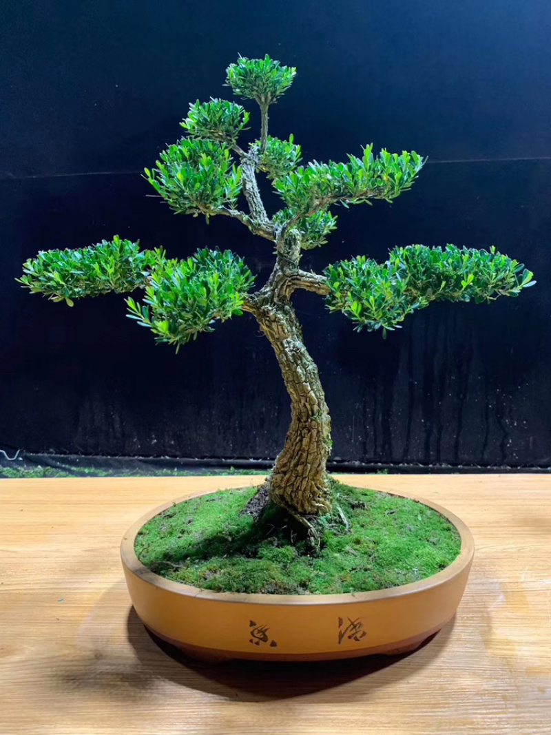 黄杨苗10~20cm雀舌黄杨造型盆景