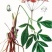 羌活中药材1斤包邮秦岭野外生长新货无硫蚕羌竹节羌活片散装