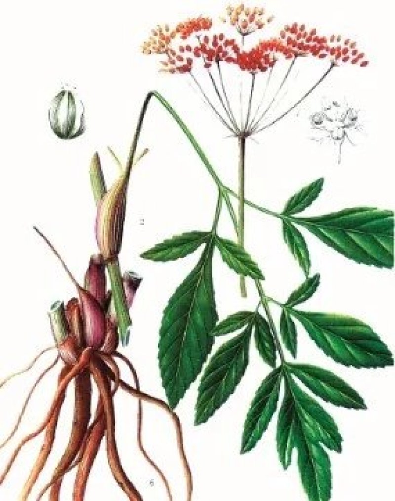 羌活中药材1斤包邮秦岭野外生长新货无硫蚕羌竹节羌活片散装