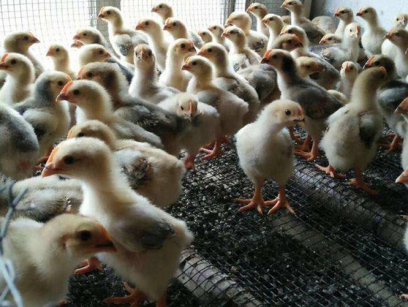 大种快大型K9肉鸡苗.质量保证………………