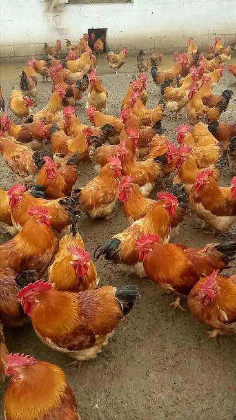 大种快大型K9肉鸡苗.质量保证………………
