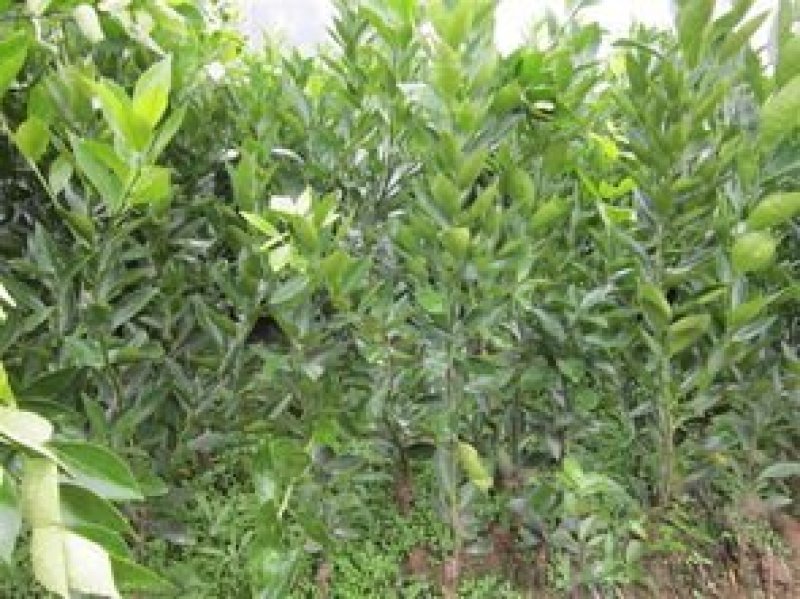 皇帝柑苗早熟品种皮薄肉厚果子清甜无酸味
