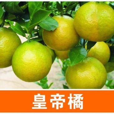 皇帝柑苗早熟品种皮薄肉厚果子清甜无酸味