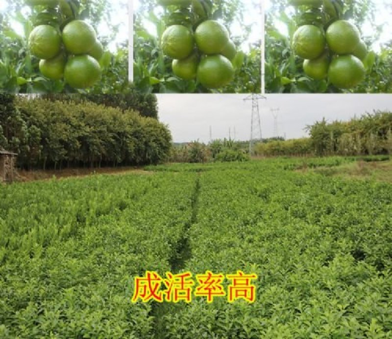 皇帝柑苗早熟品种皮薄肉厚果子清甜无酸味