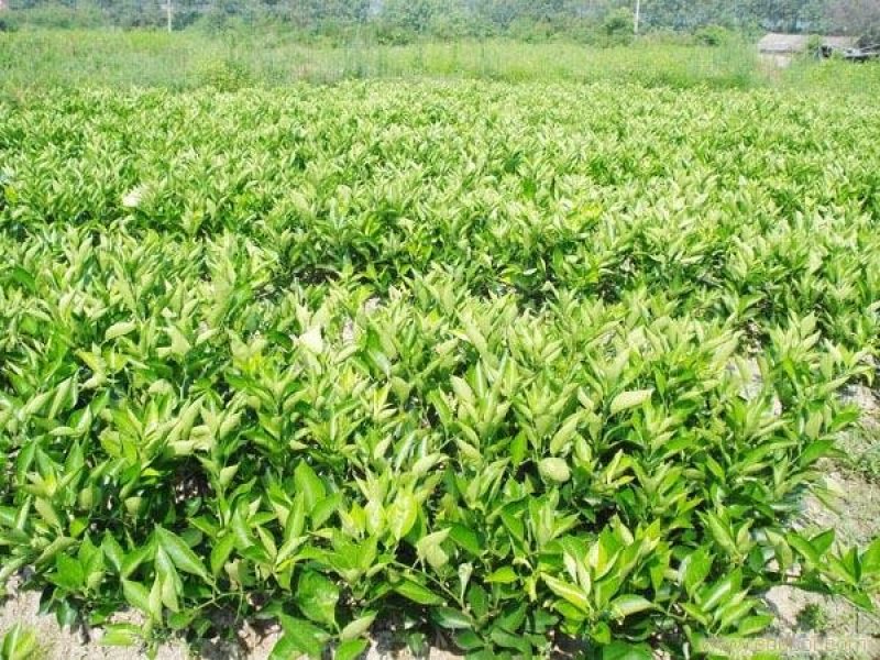 皇帝柑苗早熟品种皮薄肉厚果子清甜无酸味
