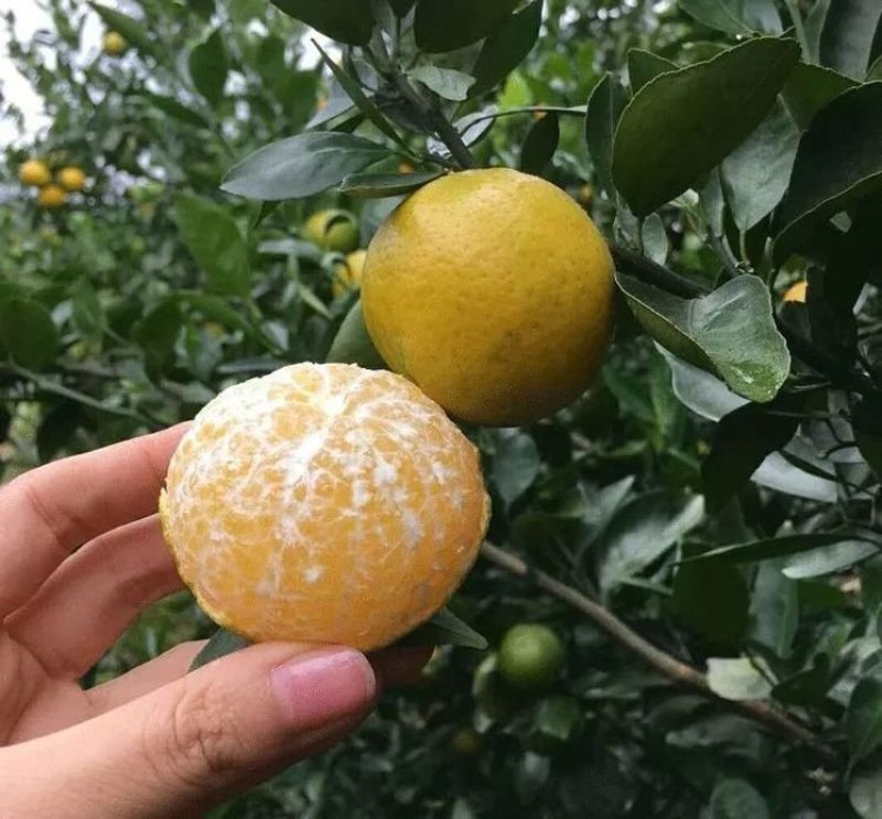皇帝柑苗早熟品种皮薄肉厚果子清甜无酸味