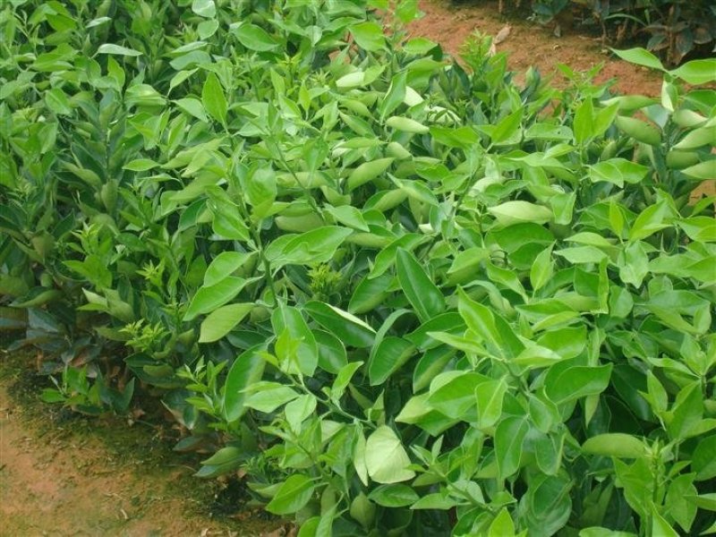 皇帝柑苗早熟品种皮薄肉厚果子清甜无酸味
