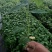 黄金百香果苗哥伦比亚热情果苗