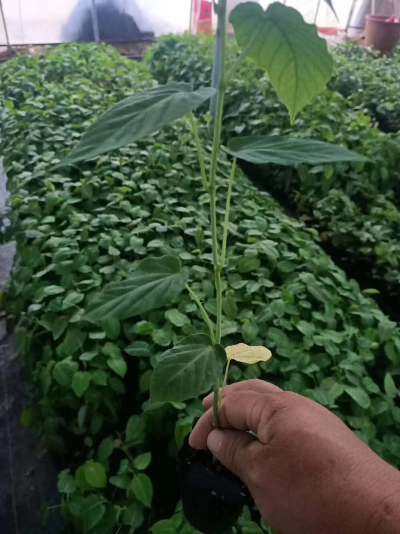 黄金百香果苗哥伦比亚热情果苗
