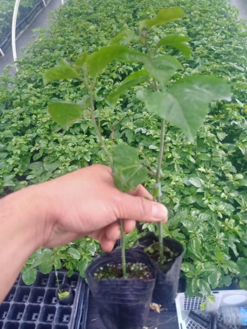 黄金百香果苗哥伦比亚热情果苗