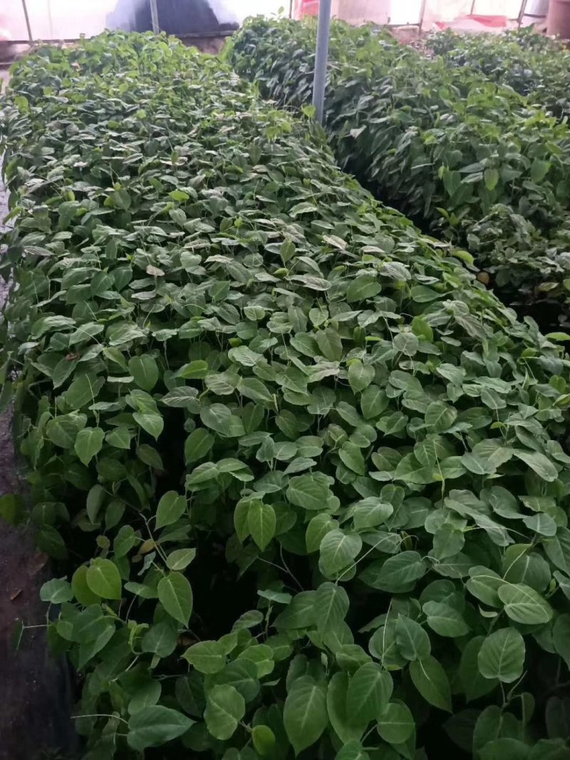 黄金百香果苗哥伦比亚热情果苗