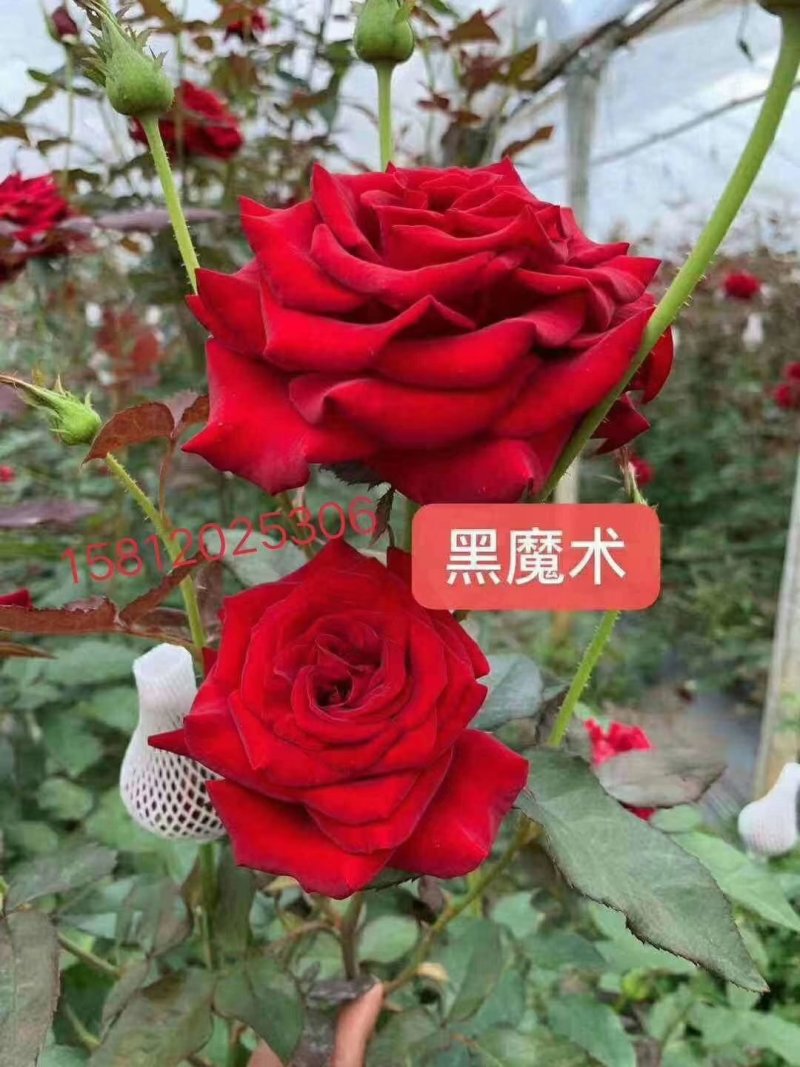 大花月季，丰花月季，花开多色基地直供，量大从优