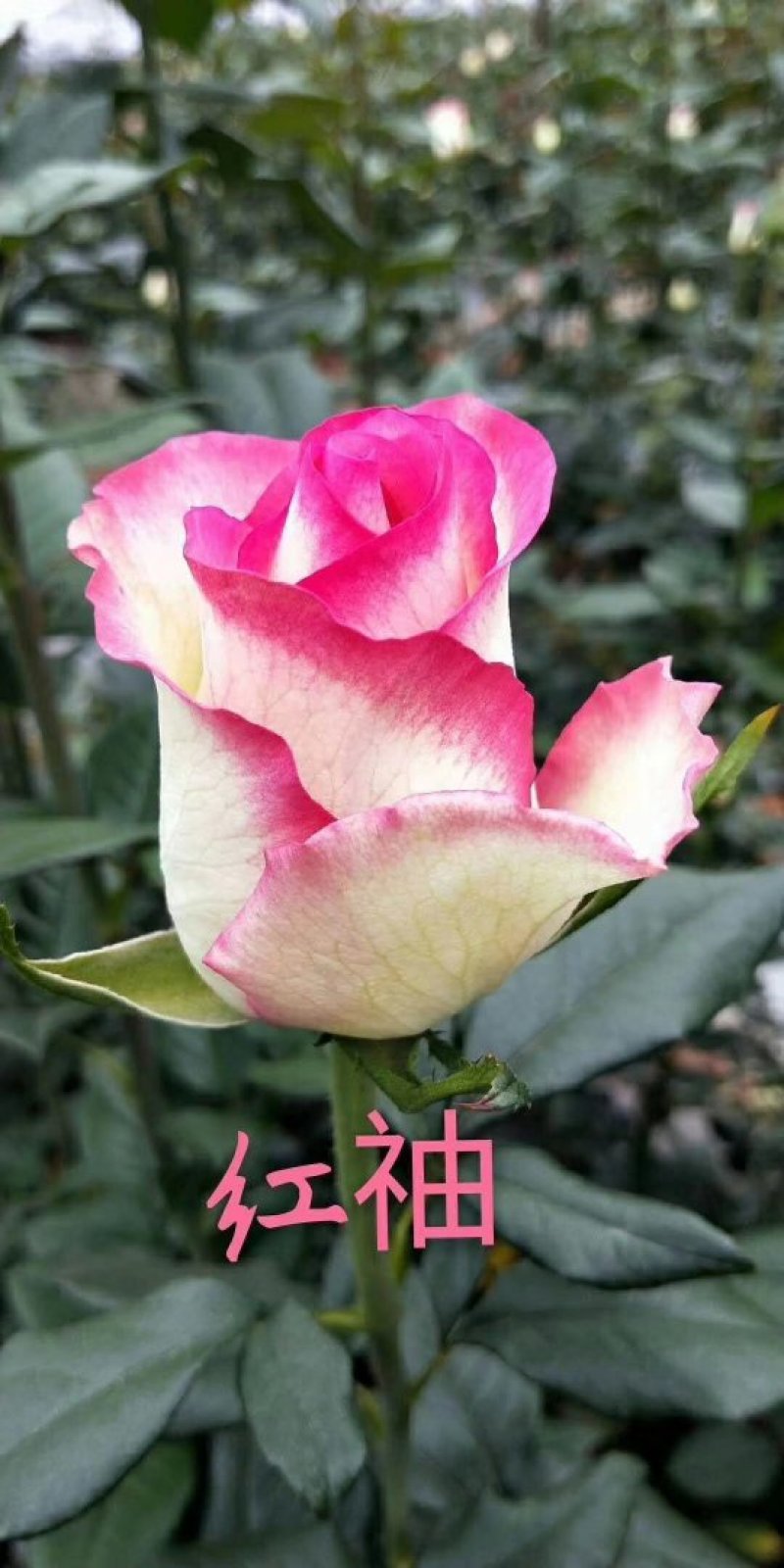 大花月季，丰花月季，花开多色基地直供，量大从优