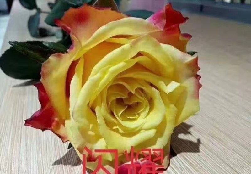大花月季，丰花月季，花开多色基地直供，量大从优