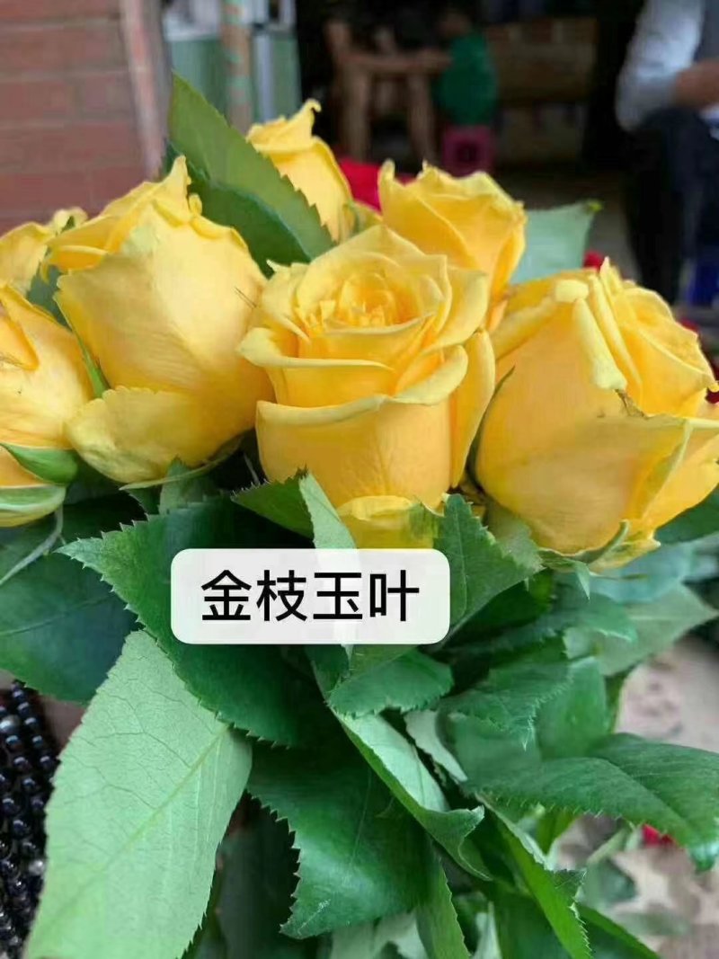 大花月季，丰花月季，花开多色基地直供，量大从优