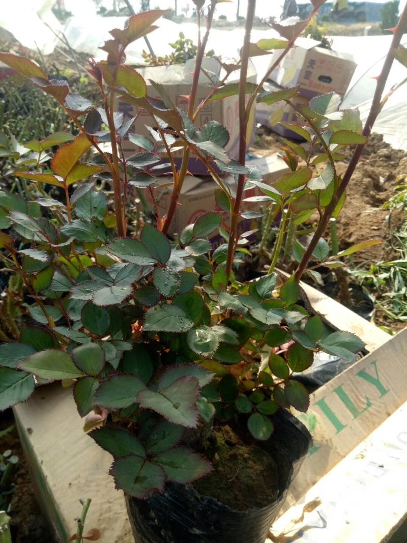 大花月季，丰花月季，花开多色基地直供，量大从优