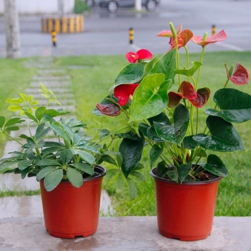 双色花盆普通型性育苗花盆营养钵，简易花盆种植苗