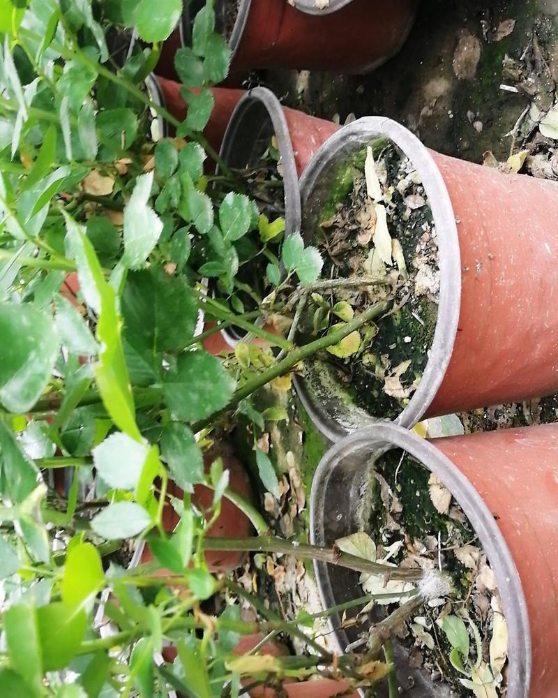 双色花盆普通型性育苗花盆营养钵，简易花盆种植苗