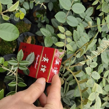 山豆根种苗露天苗成活率有保证后期技术指导