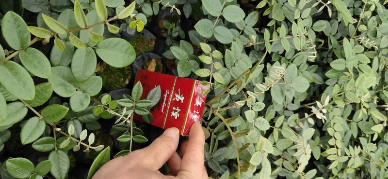 山豆根种苗露天苗成活率有保证后期技术指导