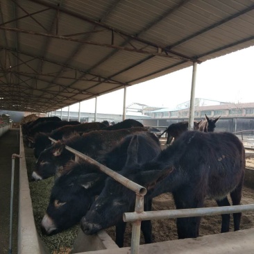 肉驴养殖济宁长远养殖有限公司欢迎各地养殖朋友前来选购