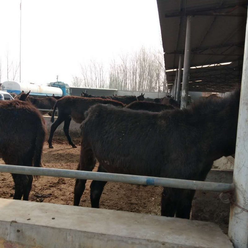肉驴养殖济宁长远养殖有限公司欢迎各地养殖朋友前来选购