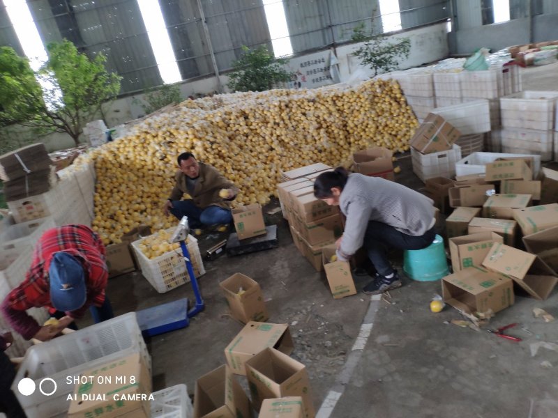 应季水果黄柠檬带箱6斤装