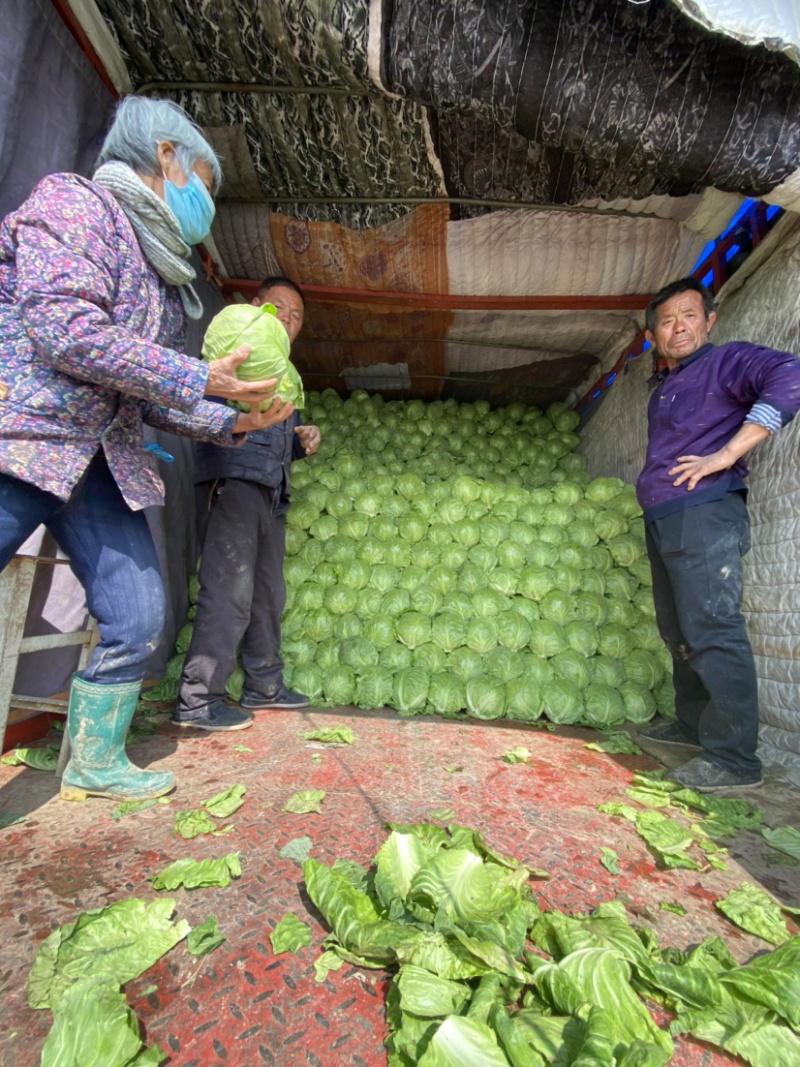 绿甘蓝，德州春季绿甘蓝，正在上市中，8398