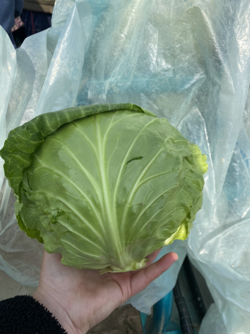 甘蓝正在上市中，德州春季甘蓝，8398品种