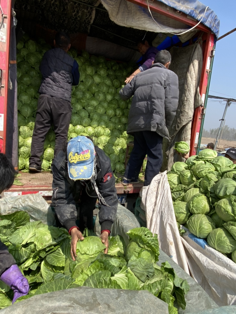 甘蓝正在上市中，德州春季甘蓝，8398品种
