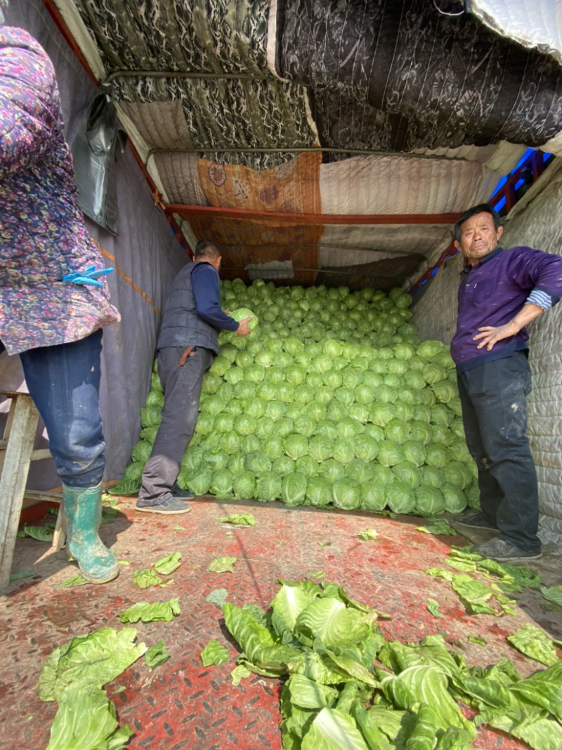 德州春季绿甘蓝正在上市中，8398品种，
