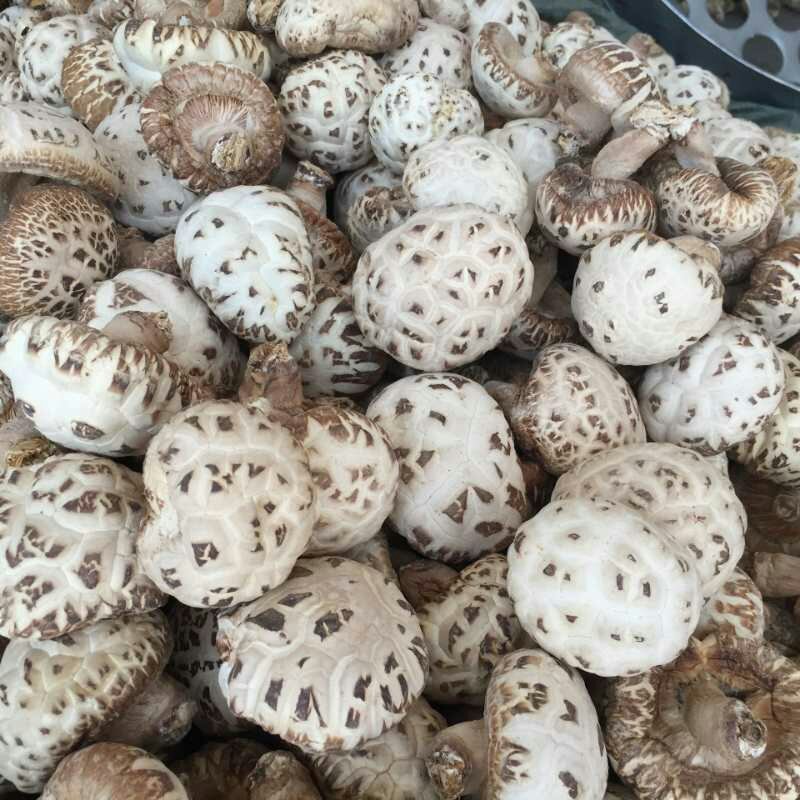 泌阳花菇干货干香菇批发冬菇蘑菇土特产500G包邮原