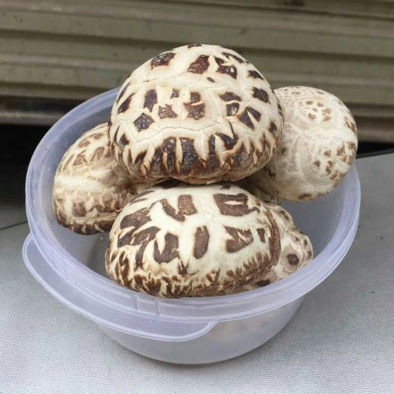 泌阳花菇干货干香菇批发冬菇蘑菇土特产500G包邮原